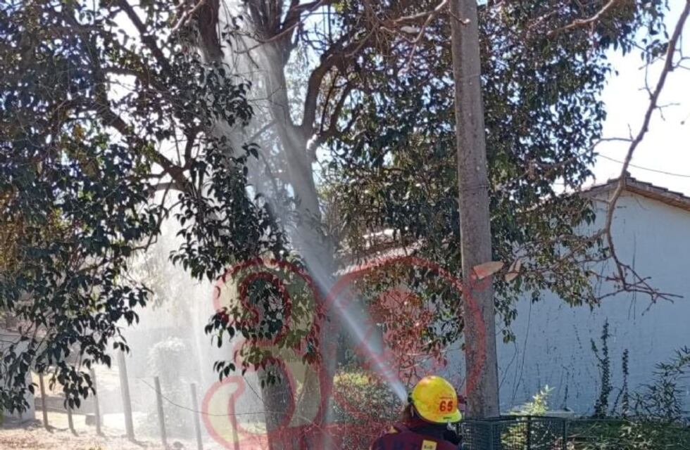 Cable de media tensión provoca incendio de un árbol en Mayu Sumaj