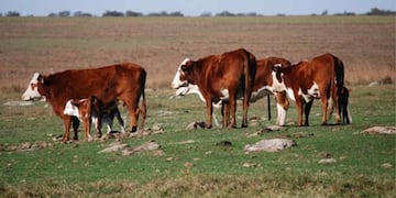 Animales a campo (Inta)