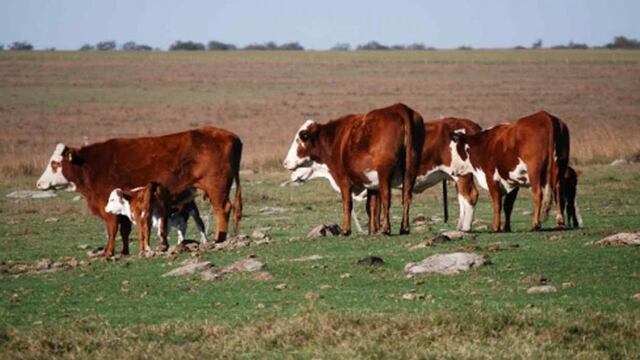Animales a campo (Inta)