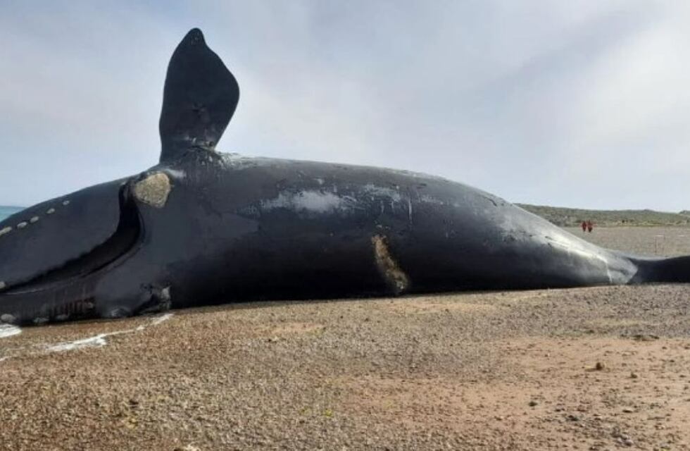 Chubut: identificaron a una de las ballenas muertas durante la marea roja y tenía por lo menos 50 años
