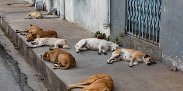 Finalmente se cayó el proyecto de sacrificar perros y ni siquiera habrá refugio en Ullum