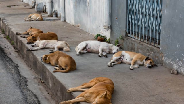 La Municipalidad busca evitar la reproducción de los animales.