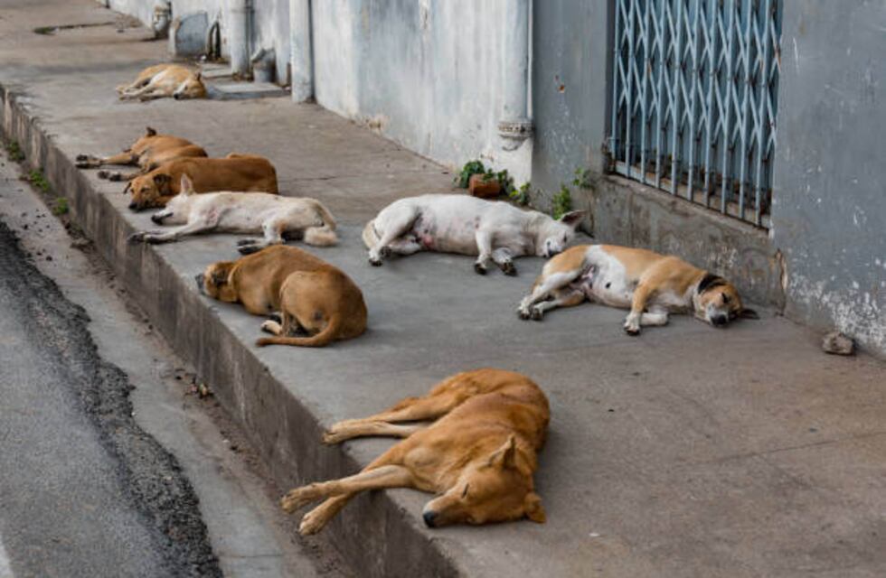 Córdoba: estiman que hay alrededor de 50 mil perros callejeros