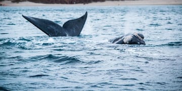 Realizaron un operativo de rescate para una ballena atrapada en Puerto Madryn.