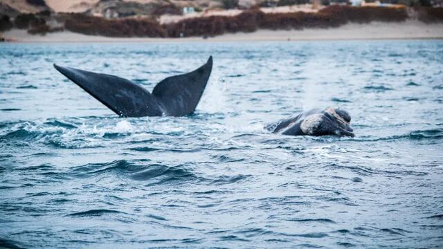 Realizaron un operativo de rescate para una ballena atrapada en Puerto Madryn.