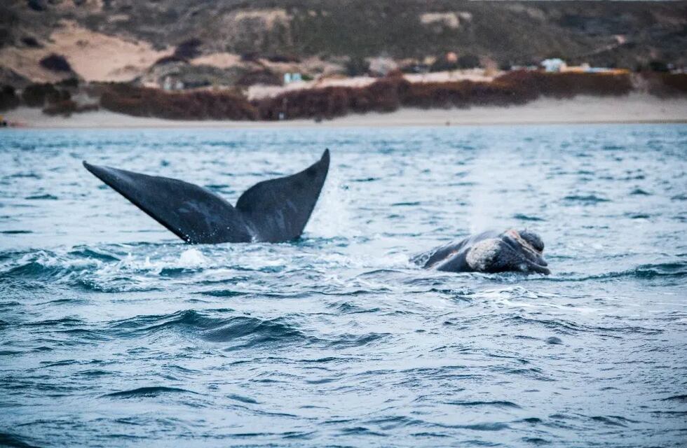 Se armó un operativo de rescate para una ballena atrapada en Puerto Madryn