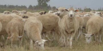 Busca fortalecer la producción ovina en la región