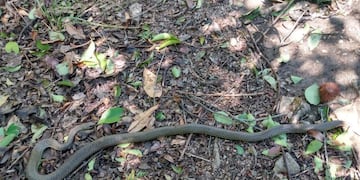 Hallazgo y rescate de culebra en Valle Hermoso. (Foto: Facebook / Bomberos Voluntarios Valle Hermoso).