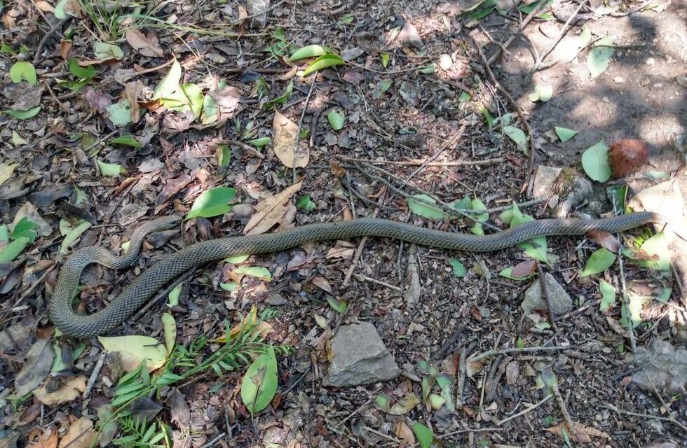 Una culebra asustó a vecinos de Valle Hermoso y bomberos la devolvieron a su hábitat natural