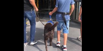 La organización Bocalán Argentina se especializa en entrenar perros que acompañan a personas con discapacidad.