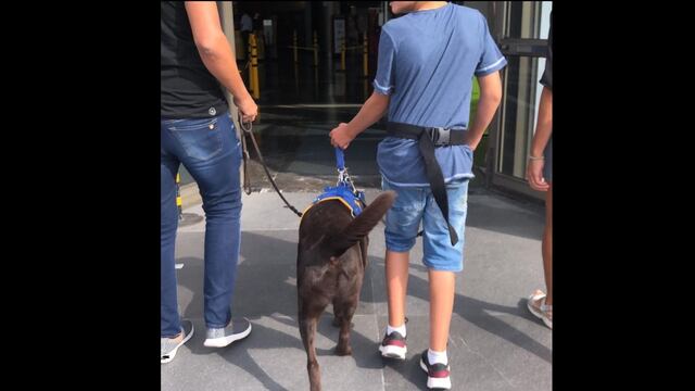 La organización Bocalán Argentina se especializa en entrenar perros que acompañan a personas con discapacidad.