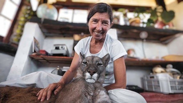 La historia de Estanislao Monte, el puma ciego que vive en una reserva de Córdoba.