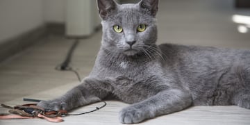 El gato viral que sorprendió en redes y generó debate ¿Es de color azul?