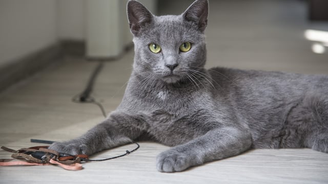 El gato viral que sorprendió en redes y generó debate ¿Es de color azul?