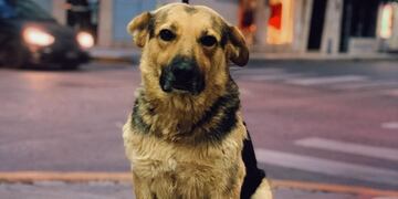 Paleta, el perro viral en TikTok. (Foto: Sergio Lin)