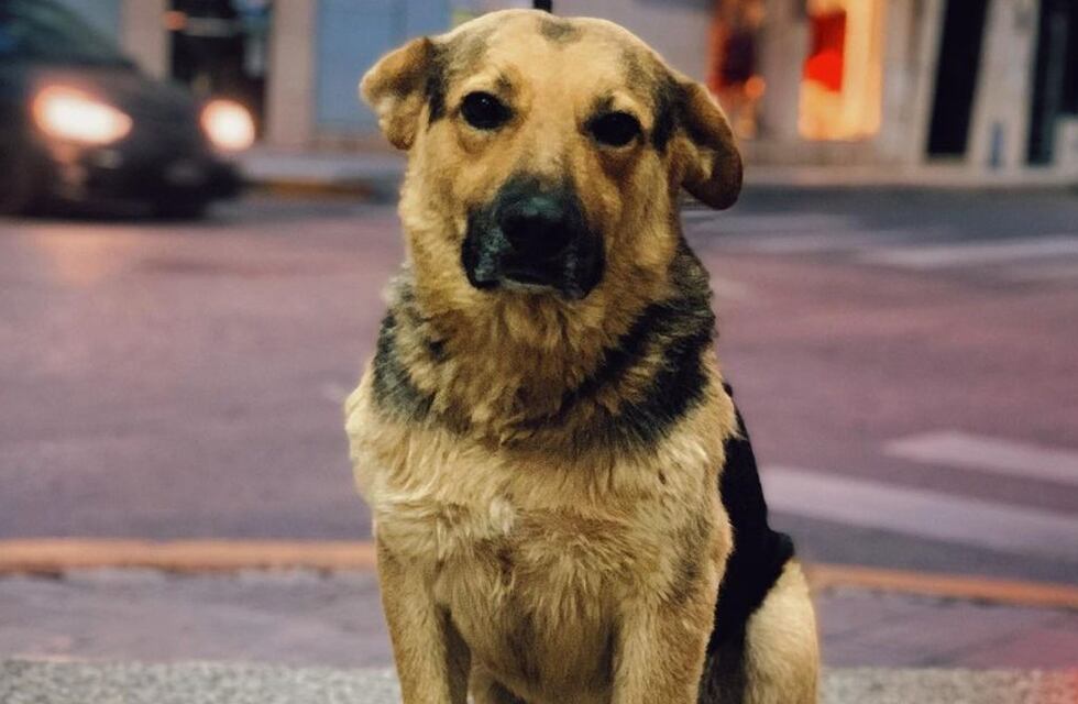 Paleta: el perro cordobés que es viral en TikTok