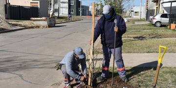 Avanza el plan de forestación en Rafaela