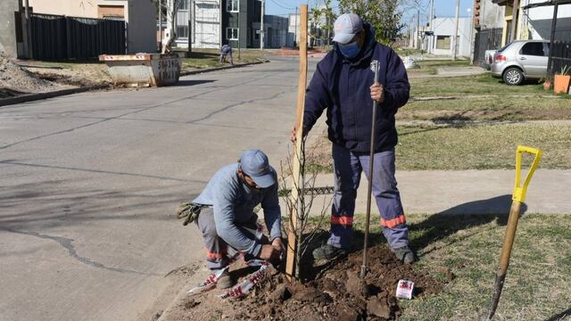 Avanza el plan de forestación en Rafaela