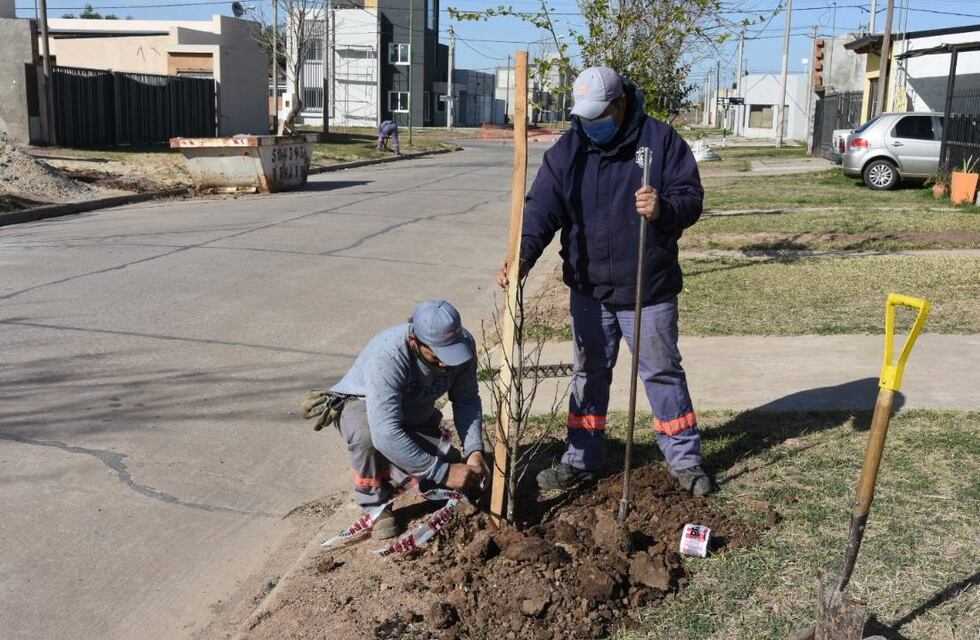 Se plantaron 1100 árboles en 11 barrios
