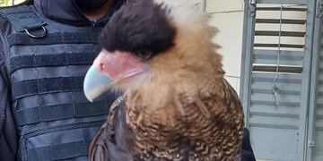 Fue encontrado en una vivienda de barrio Vícor (Policía de Córdoba).