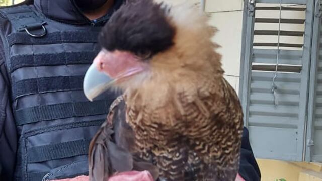 Fue encontrado en una vivienda de barrio Vícor (Policía de Córdoba).