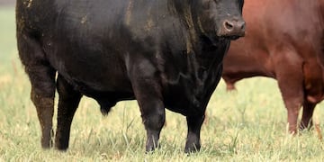 Un toro atacó a un trabajador en Córdoba.
