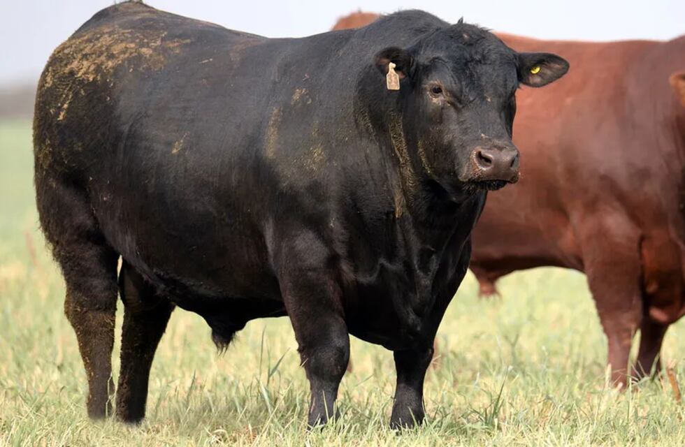 Insólito en Córdoba: una empresa tenía un toro como “mascota” y un operario fue atacado