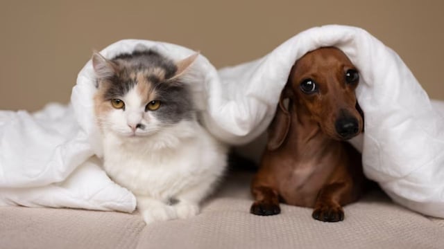 ¿Se puede? Cómo adoptar un segundo perro o gato sin fallar en el intento