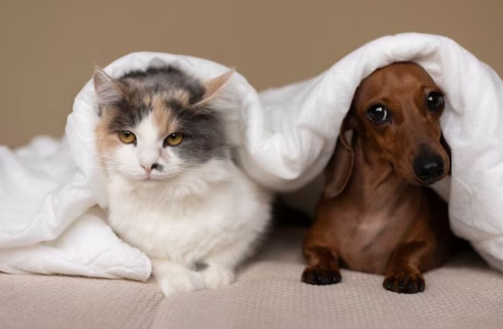 ¿Por qué hoy se celebra el Día del Animal en Argentina?