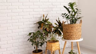 Cuáles son las 5 plantas de interiores que purifican el aire y ayudan a dormir mejor