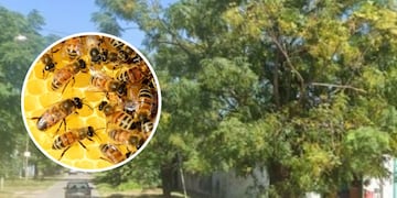 Un hombre murió en Rosario tras recibir 150 picaduras de abejas.