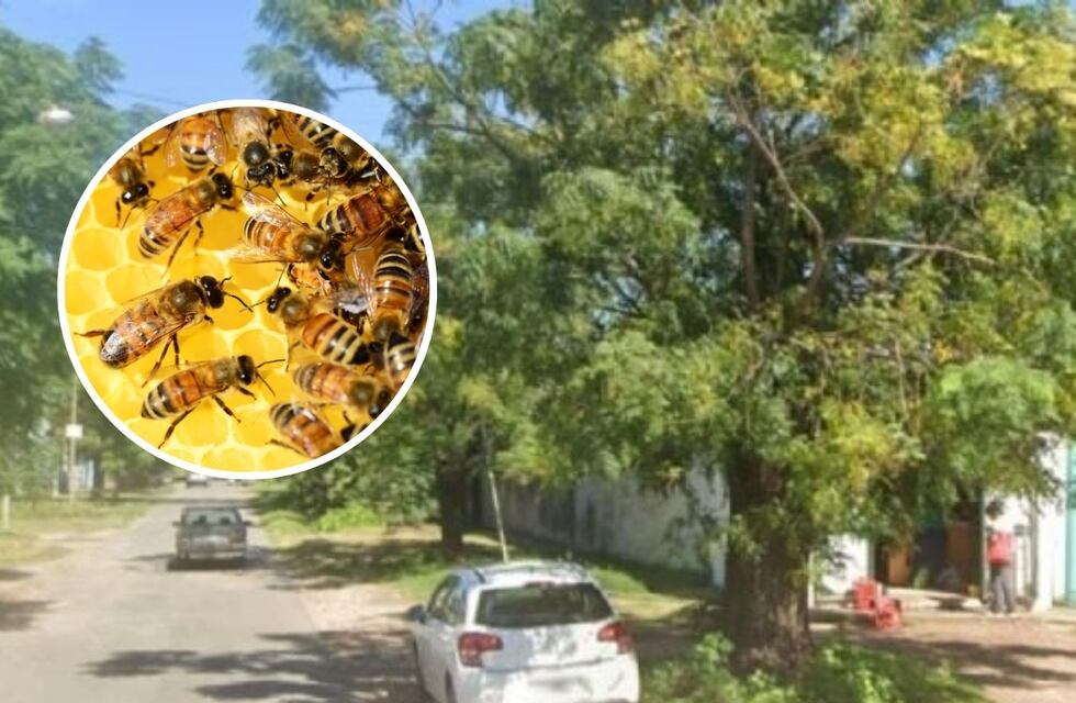 Un hombre murió en Rosario tras recibir 150 picaduras de abejas
