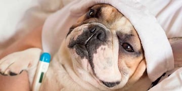 Cuáles son los siete síntomas que hay que prestar atención en tu perro.