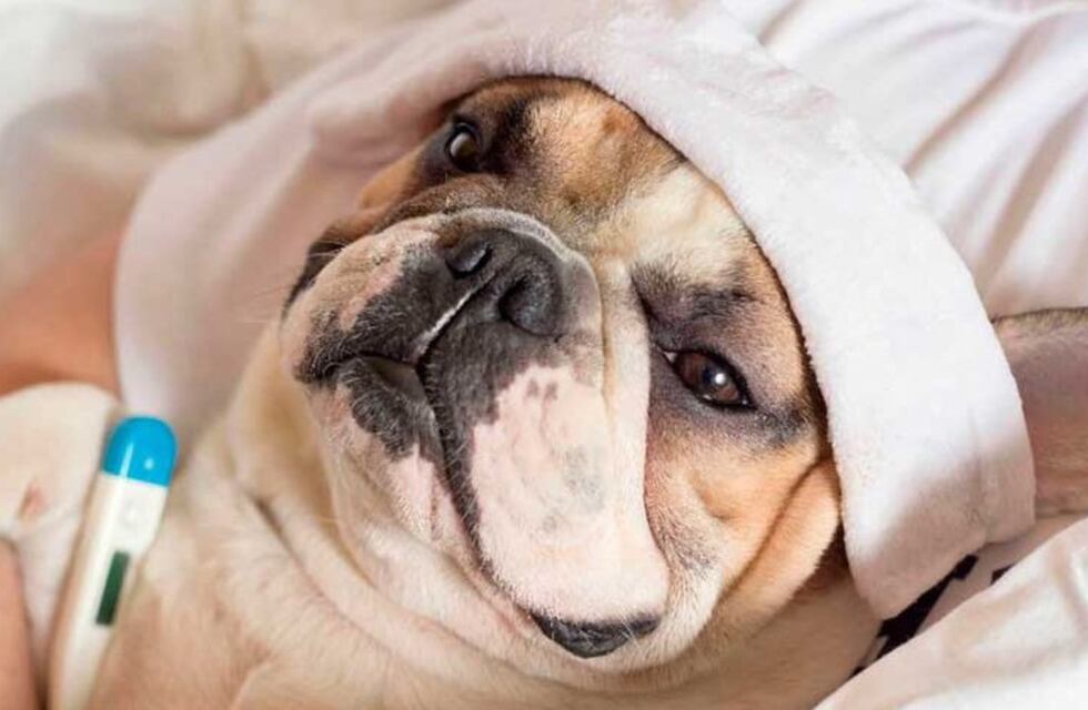 Cuáles son los 7 síntomas que tienen los perros cuando están enfermos, según los expertos