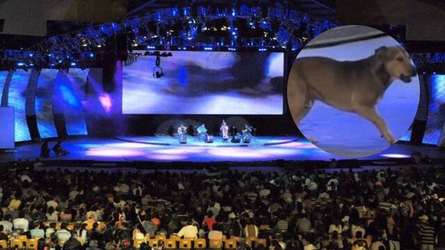 El animal irrumpió en el escenario del Pre Cosquín y se llevó parte de los aplausos.