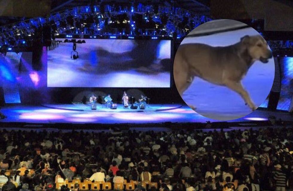 Un perro subió al escenario en pleno Pre Cosquín: el video viral con el insólito “aguante malambero”