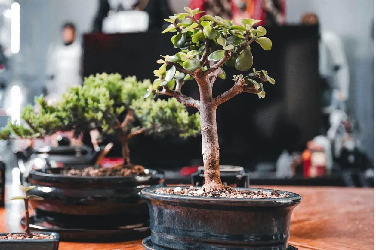 Multiplicar el árbol de jade es sencillo: basta con cortar un esqueje y plantarlo en tierra húmeda.