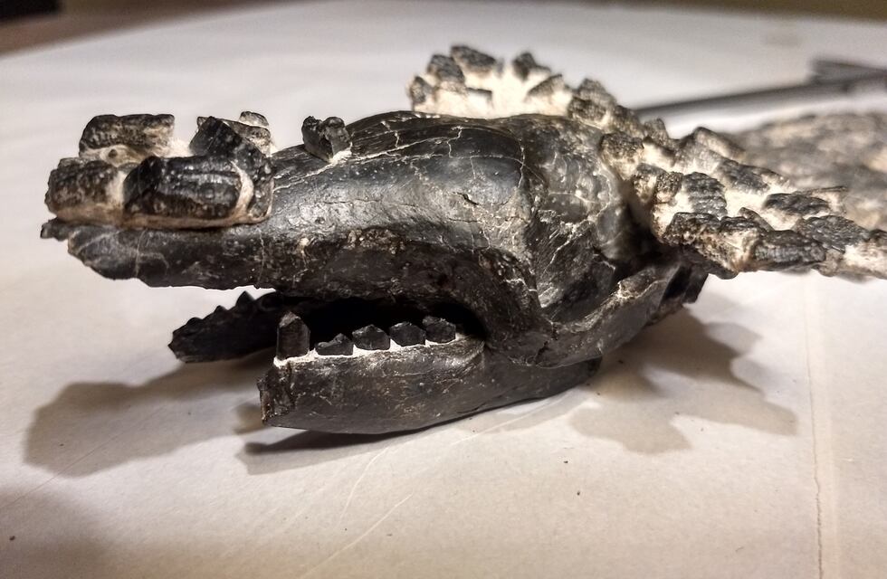 Científicos de la UNR estudian el quirquincho fósil más grande del mundo