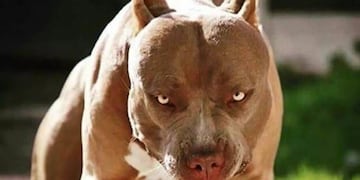 Un santiagueño ingresó a una cancha a robar y unos pitbulls lo atacaron brutalmente.