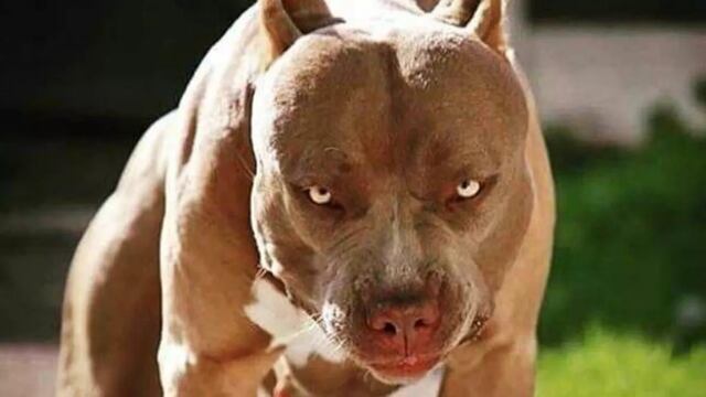 El perro se escapó y causó terror.