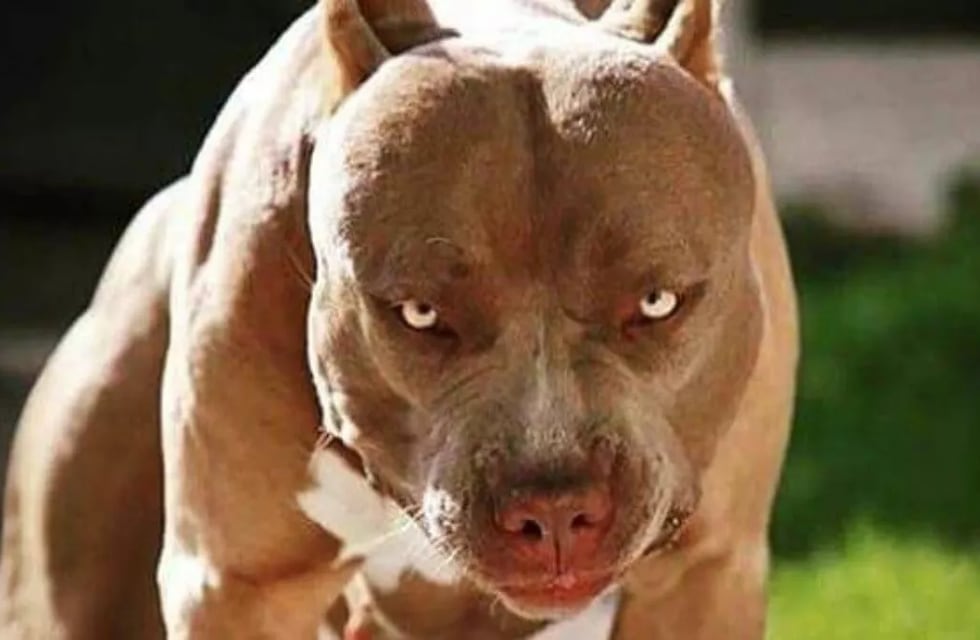 Un pitbull atacó a una mujer en Carlos Paz y los vecinos aseguran que no es la primera vez