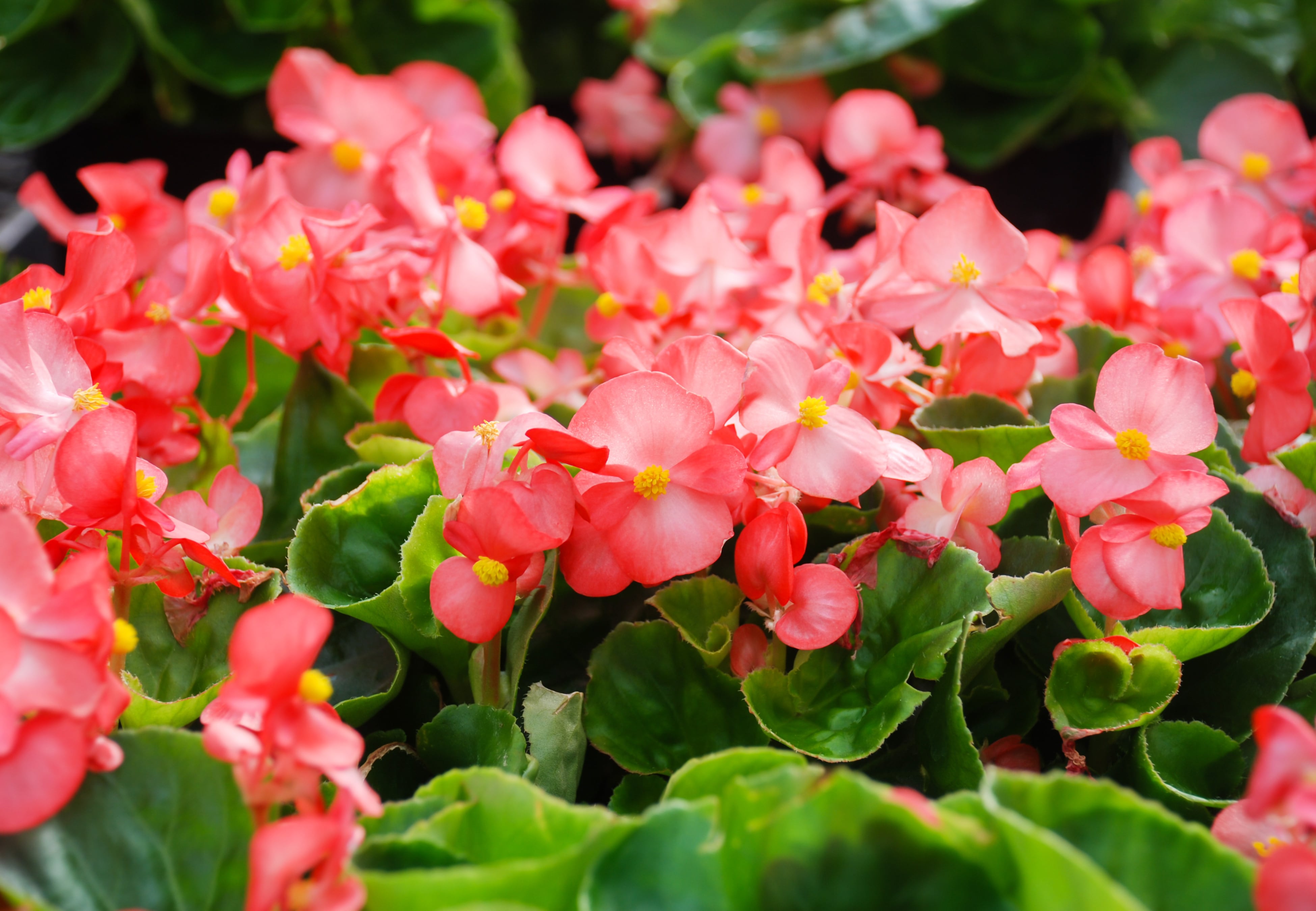 Begonia.