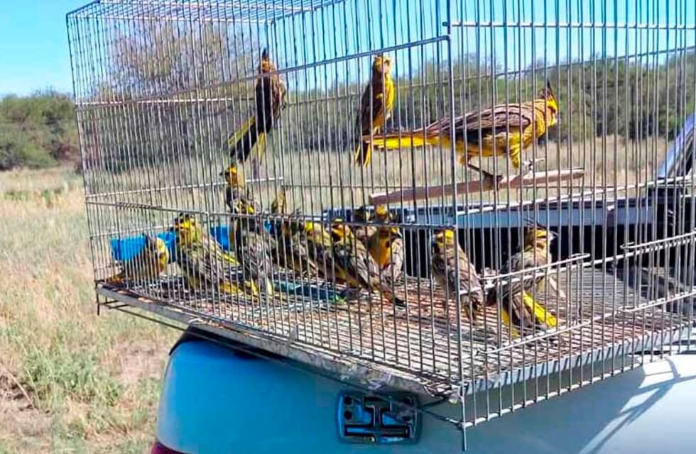 Recuperaron del tráfico ilegal a 55 cardenales amarillos en La Pampa