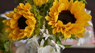 Dónde ubicar las flores amarillas en el hogar.