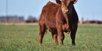 Un novillito Angus colorado en el campo de Maximiliano Constantino, en Huanchilla. (Gentileza Maximiliano Constantino)