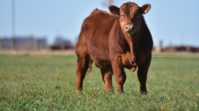Un novillito Angus colorado en el campo de Maximiliano Constantino, en Huanchilla. (Gentileza Maximiliano Constantino)
