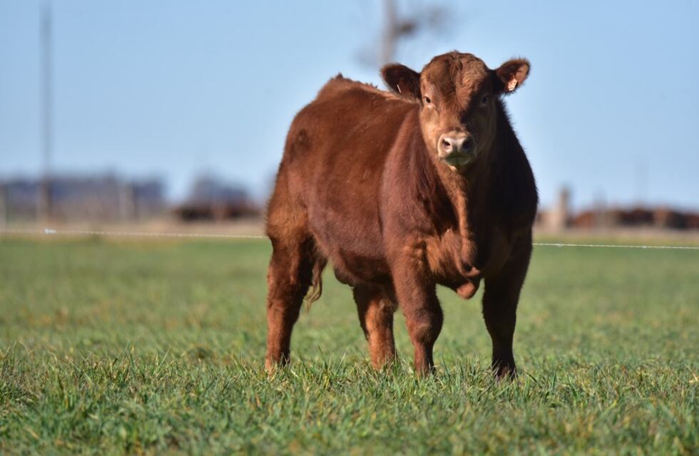 Comenzó en Tandil la exposición de Angus