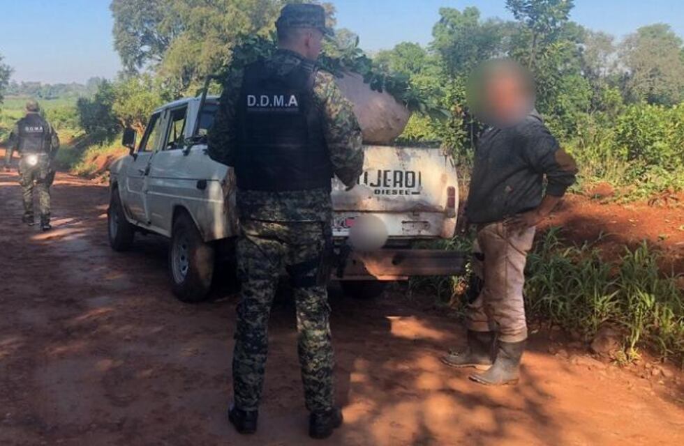 Secuestran cosecha ilegal de hoja verde en San Vicente