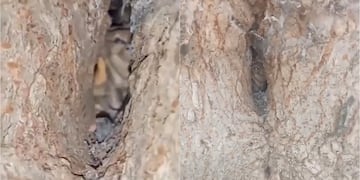 Usuarios filmaron el interior de un árbol en Córdoba y dicen ver un duende.