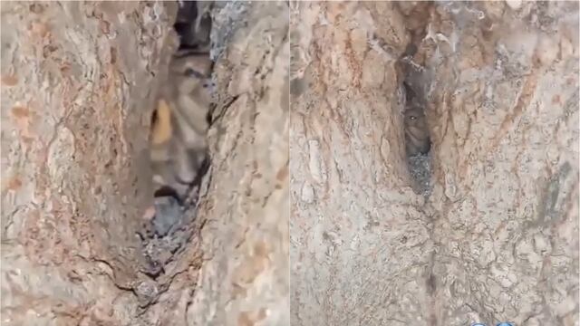 Usuarios filmaron el interior de un árbol en Córdoba y dicen ver un duende.